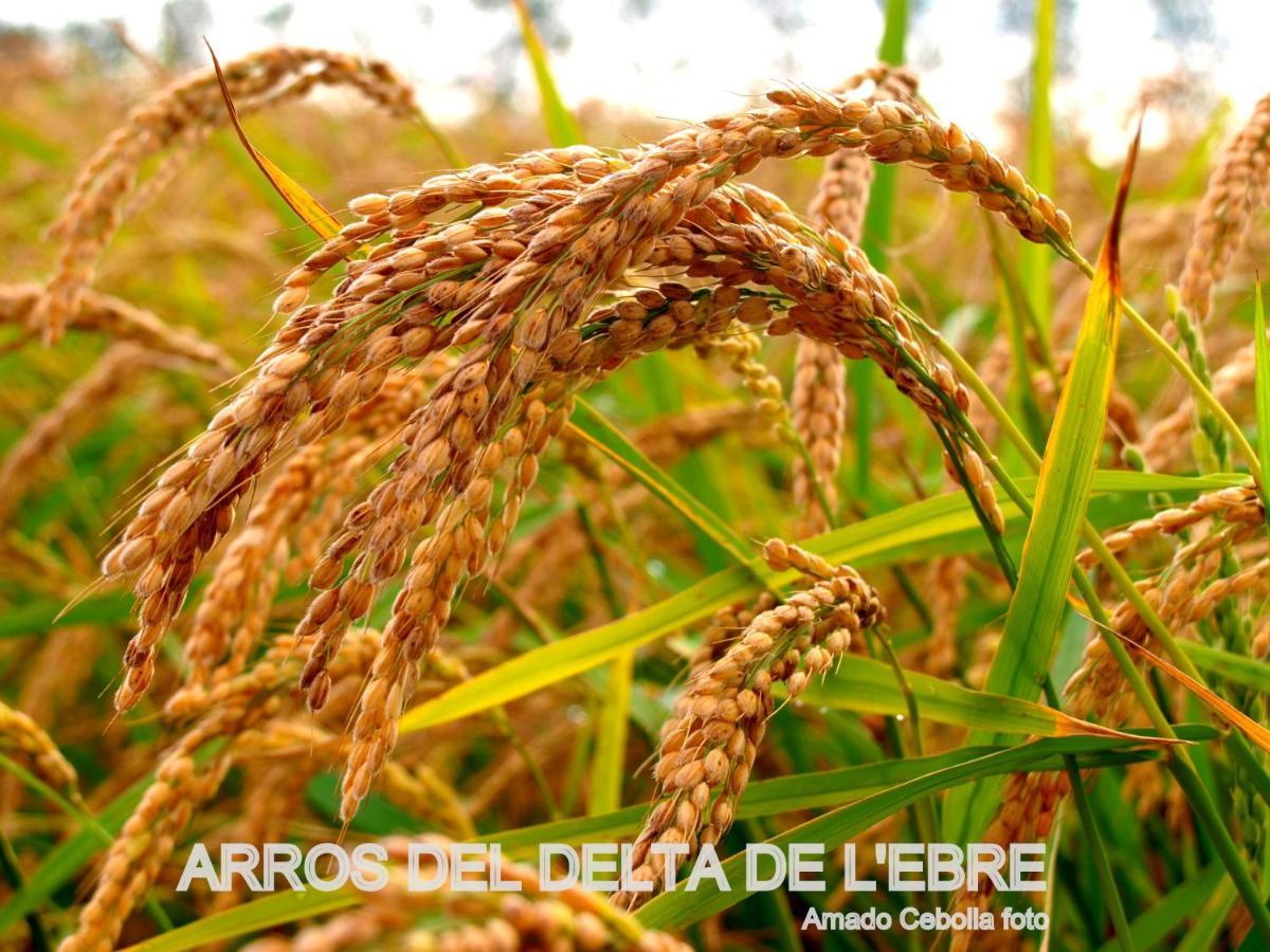 Villa Paquita - Delta De L'Ebre Deltebre Ngoại thất bức ảnh